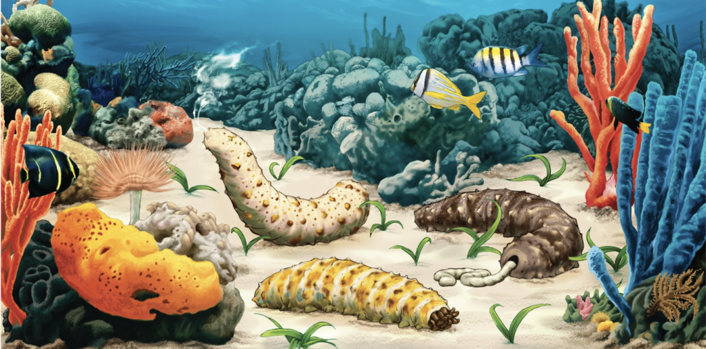 Several sea cucumbers living in a colorful environment of coral, tropical fish, anemones, and sea grass. One sea cucumber feeds, another spawns and the third releases excrement. 