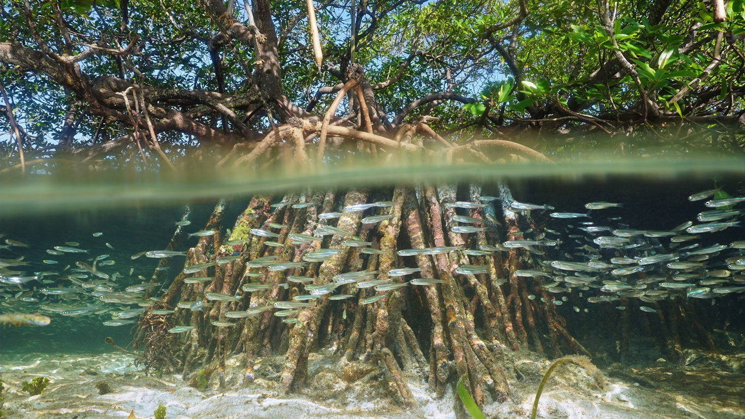 The dense roots of a mangrove host a school of fish near shore.