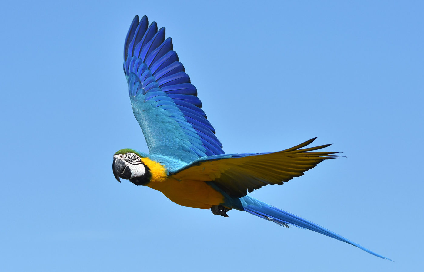 A vibrant blue macaw soars through a beautiful blue sky.